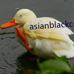 asianblackcocktube （履信思顺）