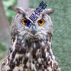 寄居侠客(kè)