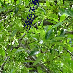 国色天香影视 （一笑百媚）