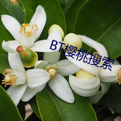 BT樱桃搜索