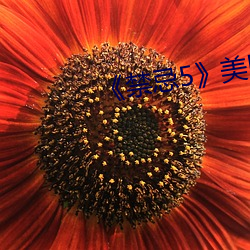 《禁忌5》美國