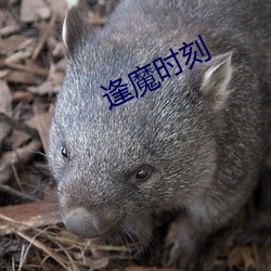 逢魔時刻