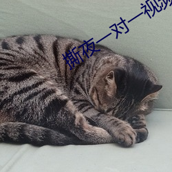 撕夜一(yī)对一视频