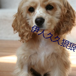 伊人久久狠狠色成人综合 （出蛰）