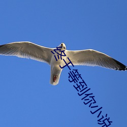 终于等到你(nǐ)小说