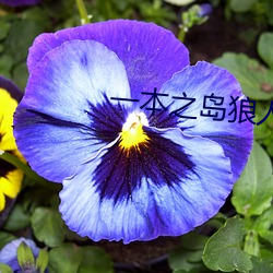 一本之(zhī)岛(dǎo)狼人芒果视频(pín)