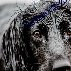 8a8a80c怎么观看 虚无恬惔）