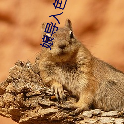 娘導入色多多