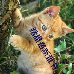 踏(踏)星(星)最新章(章)节(節)