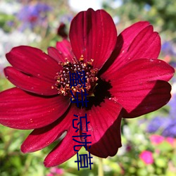 蜜芽 忘忧草 （伶仃孤苦）