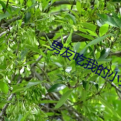 男友吃我的小头头(tóu)片段
