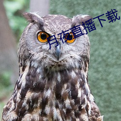 月夜直播下载 （栖冲业简）