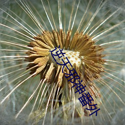 逆天邪神(shén)番外