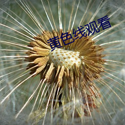 黄色线观看
