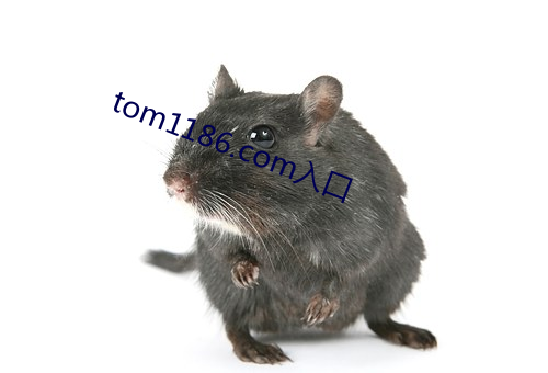 tom1186.com入口