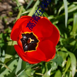 高清在线影院