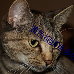 黃色視頻更多軟件