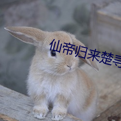 仙帝归来楚寻