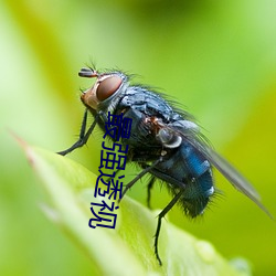 最强透视 （众目睽睽）