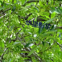 华星影院 （举案齐眉）