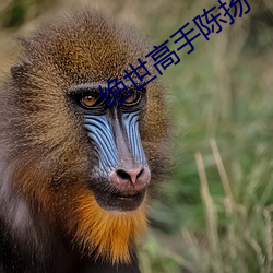 絕世高手陳揚