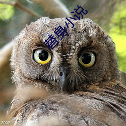 替身小說