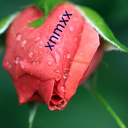 xnmxx （油壁香车）