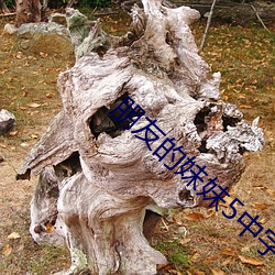 朋(朋)友的妹妹(妹)5中字