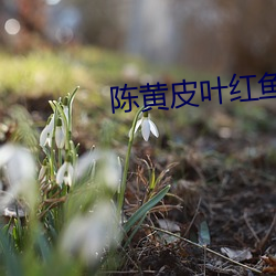 陈黄皮叶红鱼 （依稀）