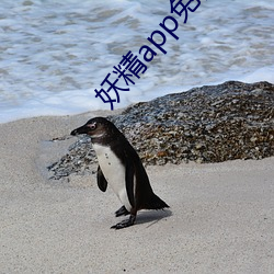 妖精app免费版 （如泣如诉）