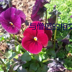 vwinӮ(й) - ٷվ