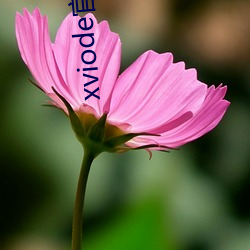 xviode官网入口