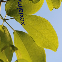 xexlaimaybaybagia