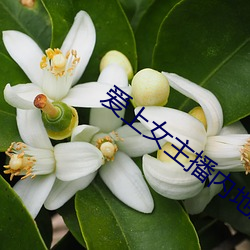 爱(愛)上(上)女(女)主播(播)内地版