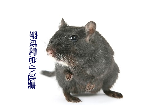 穿成霸总小逃妻