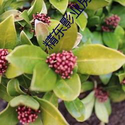 精东影业房(fáng)东与房客(kè)