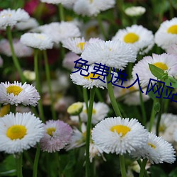 免费进入网站