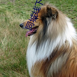 同城线下陪玩怎么找