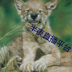 半夜直播平台