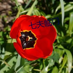七夫臨門