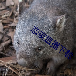 恋(戀)夜(夜)直(直)播(播)下(下)载(載)