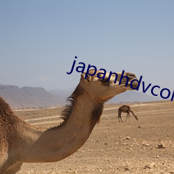 japanhdvcom