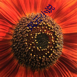 风(fēng)云小(xiǎo)说