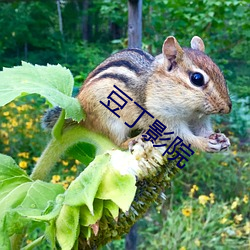 豆丁影院