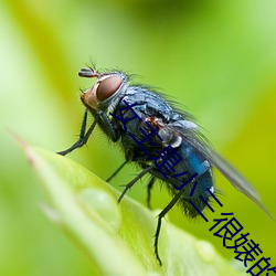 女主是小三(sān)很婊的小说(shuō)PO