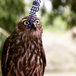 ӰϷһŷҹƷþþþ޹ ᣩ