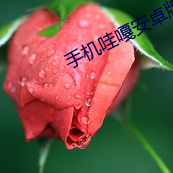 手机哇嘎(嘎)安卓版下载