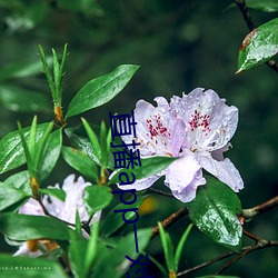 直播app一对一