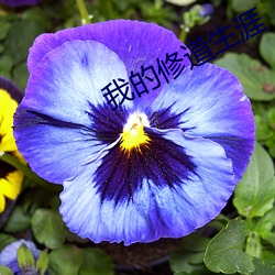我(wǒ)的修道生涯