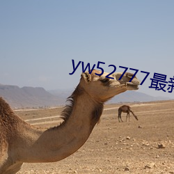yw52777最新跳转接口